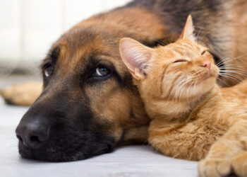 В Україні запускають Єдиний держреєстр домашніх тварин