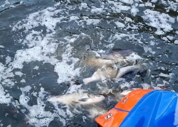Водойми Київщини поповнилися на більше ніж 19 тонн водних біоресурсів