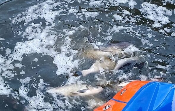 Водойми Київщини поповнилися на більше ніж 19 тонн водних біоресурсів