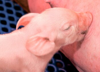 Порося загине, якщо не споживатиме понад 200 мл молозива в першу добу життя – Економіка