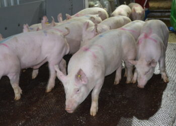 Що спричиняє інтравагінальні грижі в свиней – Економіка