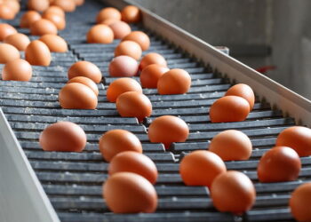 Зростає промислове виробництво м’яса птиці та яєць – Економіка
