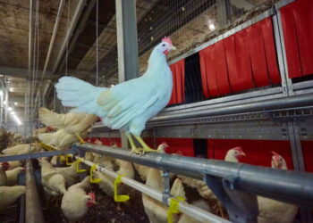 Специфічна профілактика синдрому зниження несучості-76 найефективніша – Економіка