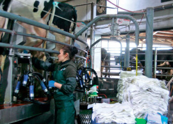 12 золотих правил доїння корів для профілактики маститу – Економіка