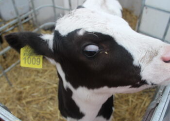 Які патолого-анатомічні зміни характерні за диспепсії у телят – Економіка