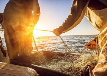 Опубліковано перші лоти на промисловий вилов риби у 2025 році – Економіка