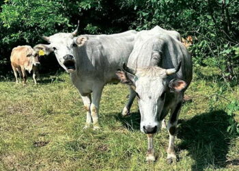 На «Велесовій фермі» практикують природне парування ВРХ – Економіка