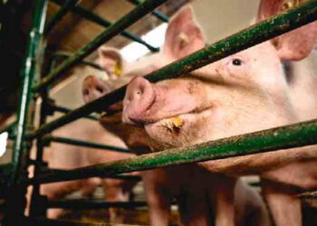 В Україні створили Галузевий стандарт біобезпеки для свиногосподарств – Економіка
