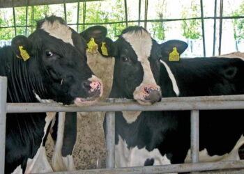 Гіпофункцію яєчників реєструють у 10-65% неплідних корів – Економіка