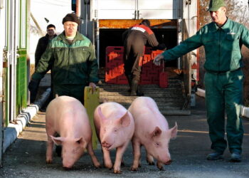 За 11 місяців Україна імпортувала на 27,7% більше живих свиней – Економіка