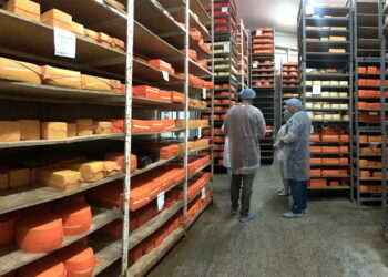 У листопаді виробники сиру підняли ціну на 2,2% – Економіка