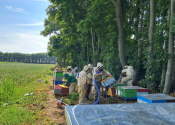 Три перешкоди для кооперації бджолярів – Економіка
