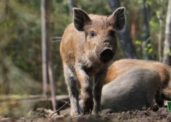 На Черкащині виявили АЧС у дикого кабана – Економіка