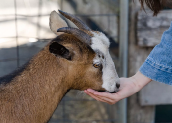 На 1 грудня в Єдиному держреєстрі тварин проідентифіковано й зареєстровано 372,7 тис. голів овець і кіз – Економіка