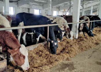 «Напорівське» після деокупації обрало екстенсивний розвиток молочного скотарства – Економіка