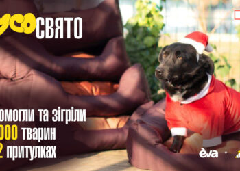 Допомога притулкам для котів і собак: EVA та Happy Paw у благодійній ініціативі | ПРО ГОЛОВНЕ
