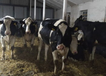 В умовах війни вимушеними кроками для молочних ферм є релокація й модернізація   – Економіка