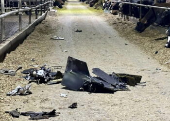 російський дрон убив 11 корів на Чернігівщині – Економіка