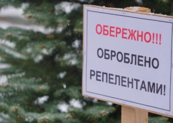 Ялинки у Києві оброблятимуть спеціальними розчинами проти вандалів | ПРО ГОЛОВНЕ