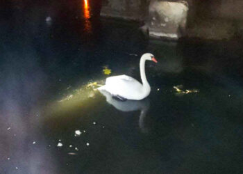 На Київщині лебідь заплутався у сітці на річці Рось: спецоперацію з його порятунку показали у ДСНС