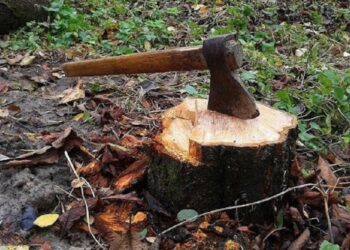 Суд на Київщині виніс вирок зловмиснику за незаконну порубку дерев