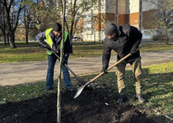 Троєщина – на районі висадили 150 нових лип | ПРО ГОЛОВНЕ
