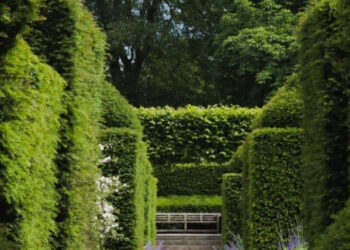 У Київзеленбуді провели обшуки через бур’яни | ПРО ГОЛОВНЕ