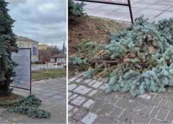 У Василькові вандали спиляли гілки ялинок та зламали інформаційну табличку біля Алеї Героїв