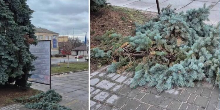 У Василькові вандали спиляли гілки ялинок та зламали інформаційну табличку біля Алеї Героїв