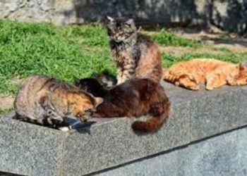 В Ірпені планують відкрити котопарк