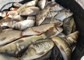 Водосховища Київщини поповнилися понад 12 тоннами риби