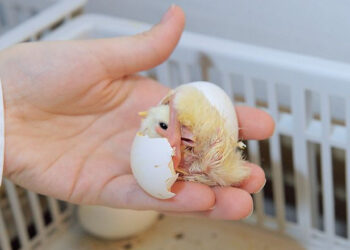 Інкубаційні яйця ‒ в зоні підвищеної уваги за спалахів аспергільозу – Економіка