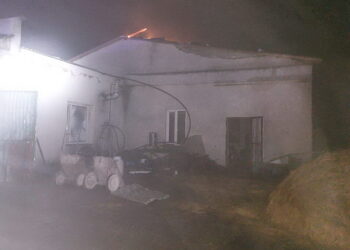 російські дрони травмували корів на сумській фермі – Економіка