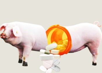 Оприлюднено Настанови щодо раціонального застосування протимікробних ветеринарних лікарських засобів у свинарстві – Економіка