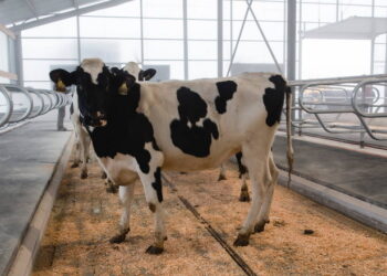 Експорт живої ВРХ скоротився, але виторг зріс – Економіка