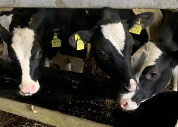 Чому варто групувати телят на етапі дорощування – Економіка