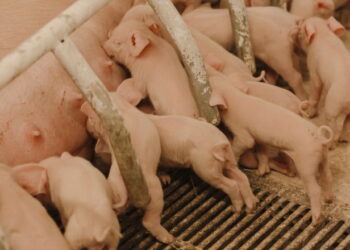 Як поліпшити рівень репродукції свиноматок – Економіка