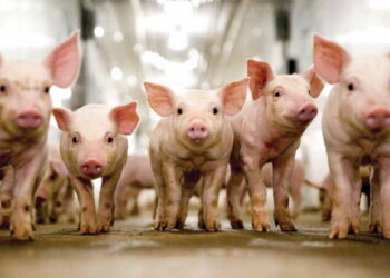 Український дезінфектант знезаражує вірус АЧС – Економіка