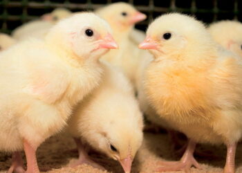 Які чинники запускають розвиток аспергільозу в птиці – Економіка