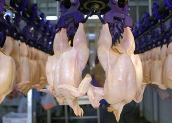 Як розподілили квоти на експорт м’яса птиці та субпродуктів до ЄС на 2025 рік – Економіка