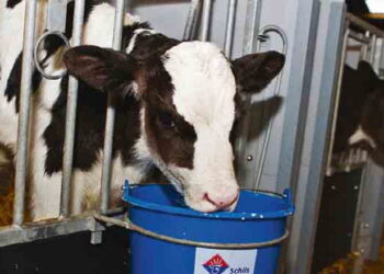 Для телят дуже важливе правильне співвідношення амінокислот у ЗНМ – Економіка