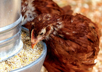 Співвідношення ворсинки/крипта ‒ гарний показник здоров’я кишківника птиці – Економіка