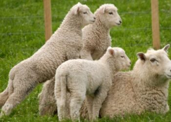Експорт живих овець і кіз у 2024 році зріс на 33% – Економіка