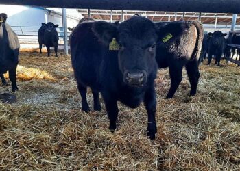 Після деокупації чернігівське господарство стало розвивати м’ясне скотарство – Економіка