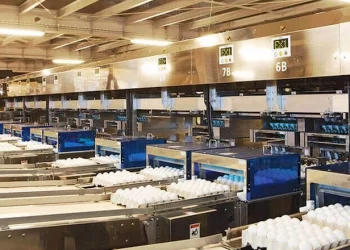 За 11 місяців на експорт пішло на 54,1% більше яєць – Економіка