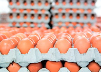 Експерт пояснив, що спричинило здешевлення яєць у несезон – Економіка