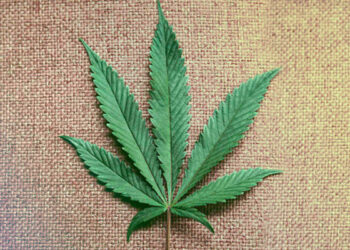 Завод з переробки технічної коноплі з інвестиціями $25 млн добудовують на Житомирщині Економіка