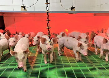 «Подільський бекон» перейшов на твердопаливні котли – Економіка