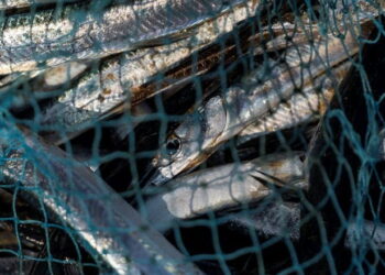 Оголошено ще 2 дати аукціонів на промисловий вилов риби у річках і водосховищах – Економіка