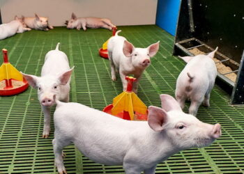 Годівниці для сухого корму: щоб вистачило всім поросятам – Економіка
